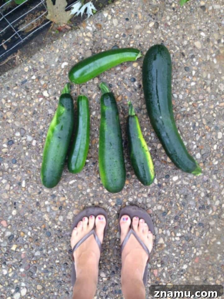 Nourishing Dark Chocolate Chip Zucchini Bread 3 Freshly Picked Zucchini from the Garden