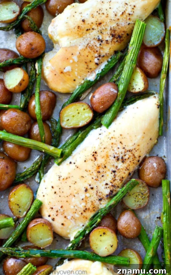 Overhead shot of the full sheet pan, illustrating the even roasting of chicken, garlic-infused asparagus, and crispy potatoes.