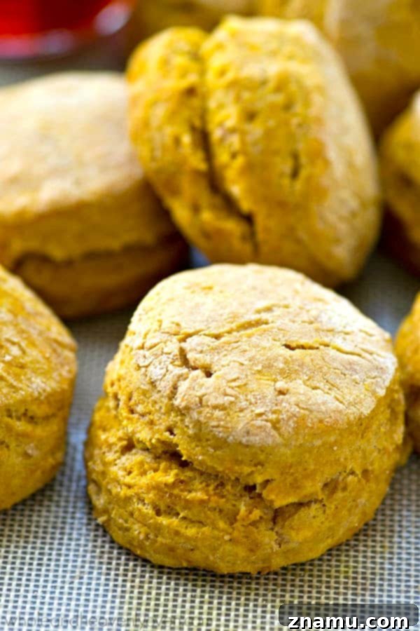 Cozy Maple Pumpkin Spice Biscuits 3 Close-up of a single maple pumpkin spice biscuit, showcasing its soft interior and golden crust, ready to be enjoyed.