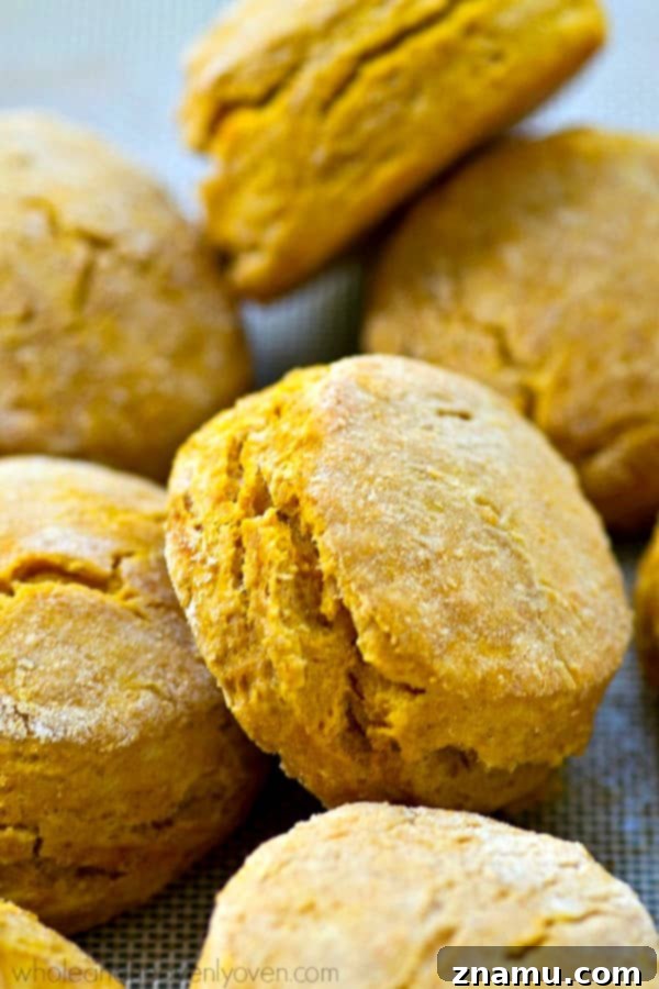 Cozy Maple Pumpkin Spice Biscuits 5 Several large, flaky maple pumpkin spice biscuits on a baking sheet, with one pulled apart to show its soft, steamy interior.