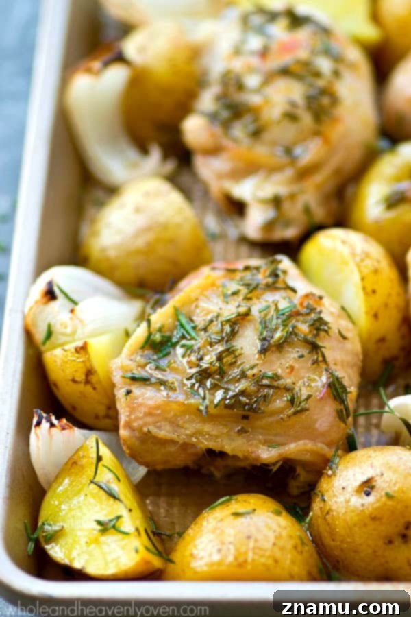 Close-up shot of the finished rosemary roast chicken and potatoes on a baking sheet, ready to serve.