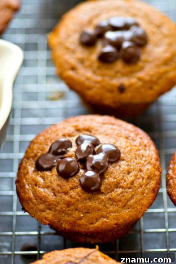 Warm Greek Yogurt Espresso Chocolate Chip Muffin with melted chocolate chips