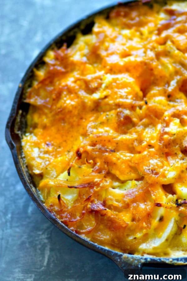 Smoked Cheddar and Caramelized Onion Potato Gratin 5 Golden-brown, bubbly smoked cheddar and caramelized onion scalloped potatoes, fresh from the oven