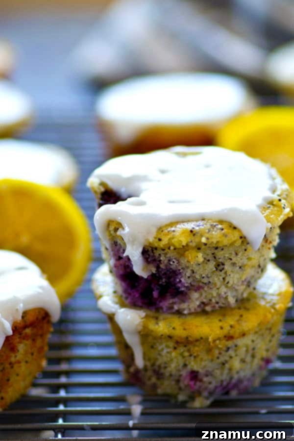 Zesty Lemon Blackberry Poppyseed Muffins 5 Individual lemon poppyseed blackberry muffins showcasing the fluffy interior and dark, rich blackberry pieces.