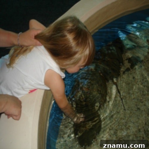 Making Memories in Tennessee: A Family Photo Story 16 Interactive Exhibits at Ripley's Aquarium