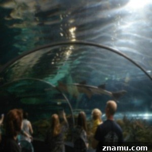 Making Memories in Tennessee: A Family Photo Story 18 Underwater Tunnel at Ripley's Aquarium