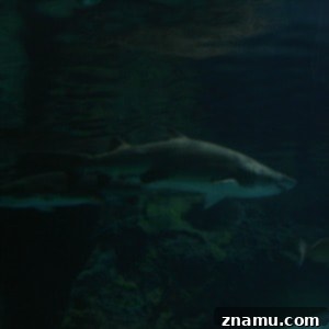 Making Memories in Tennessee: A Family Photo Story 19 Sharks and Sea Turtles at Ripley's Aquarium