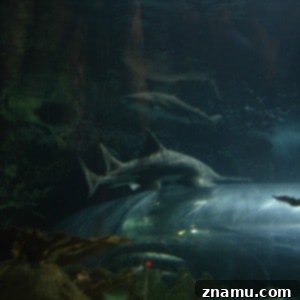 Making Memories in Tennessee: A Family Photo Story 20 Marine Life Encounters in Gatlinburg