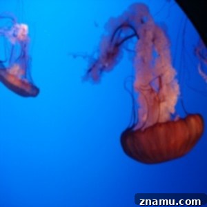 Exploring Sea Tanks at Ripley's Aquarium