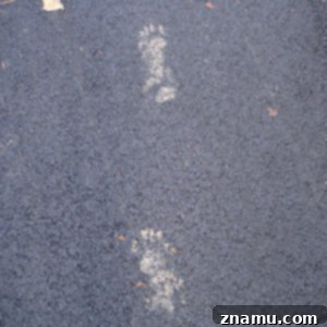 Making Memories in Tennessee: A Family Photo Story 38 Bear Tracks in Smoky Mountains