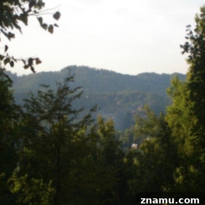 Making Memories in Tennessee: A Family Photo Story 43 Happy Family Vacation in Gatlinburg