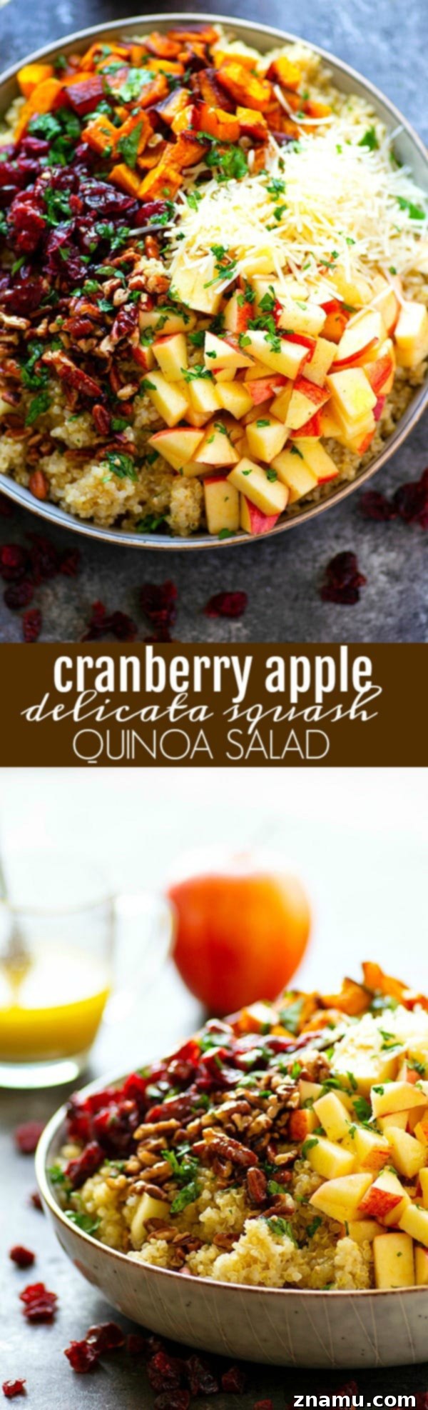 Cranberry Apple Delicata Squash Quinoa Salad - Loaded with tangy cranberries and crunchy apples, this delicata squash quinoa salad is the perfect winter side salad for any gathering and doubles as fantastic lunch leftovers!