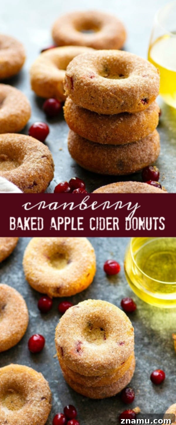 Tangy Cranberry Apple Cider Donuts 6 Several Cranberry Baked Apple Cider Donuts in a rustic setting