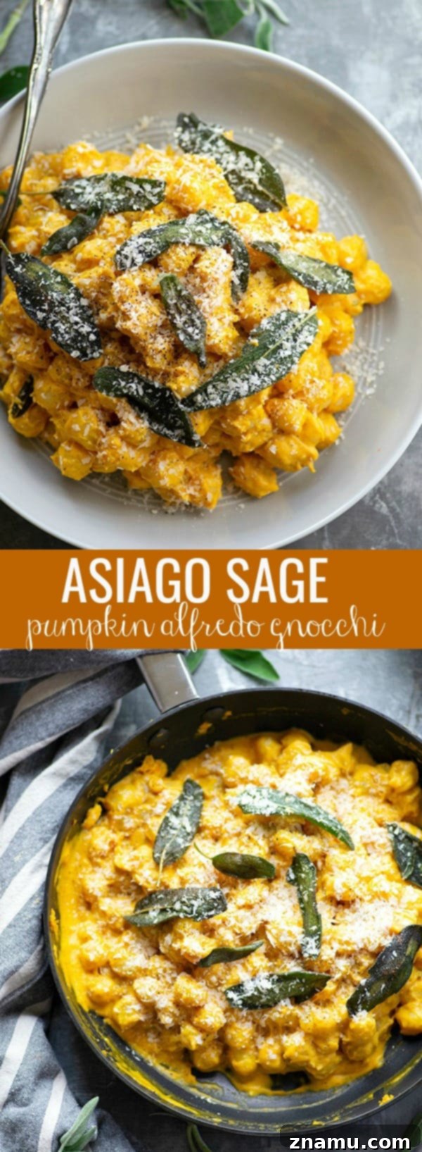 Golden Pumpkin Gnocchi with Asiago Sage Cream 6 Loaded with pumpkin flavor, sharp Asiago cheese, and crispy fried sage, this creamy pumpkin alfredo gnocchi comes together in only 35 minutes and is the perfect festive fall side dish!