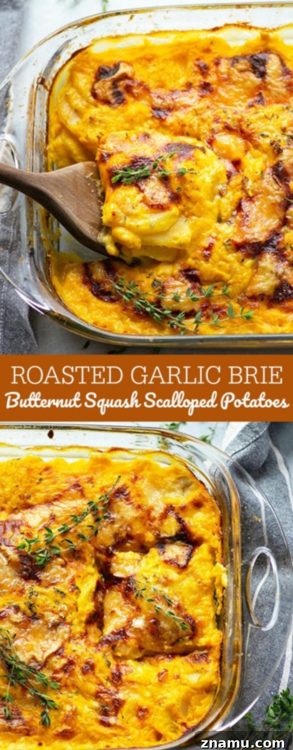 Flavorful roasted garlic and gooey brie cheese join forces in these insanely comforting butternut squash scalloped potatoes.--Less cream and lighter on the calories thanks to the butternut squash!