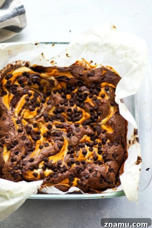 Swirled Pumpkin Cheesecake Brownies 3 Close-up of a swirled pumpkin cheesecake brownie with mini chocolate chips.