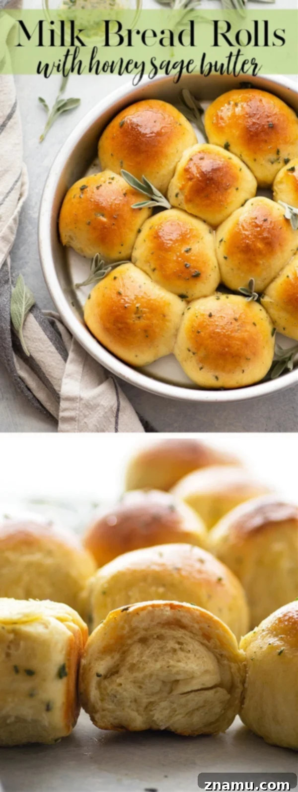 Soft Milk Bread Rolls with Honey Sage Butter 6 An overhead shot of an entire pan of baked Japanese Milk Bread Rolls with Honey Sage Butter, golden and enticing.