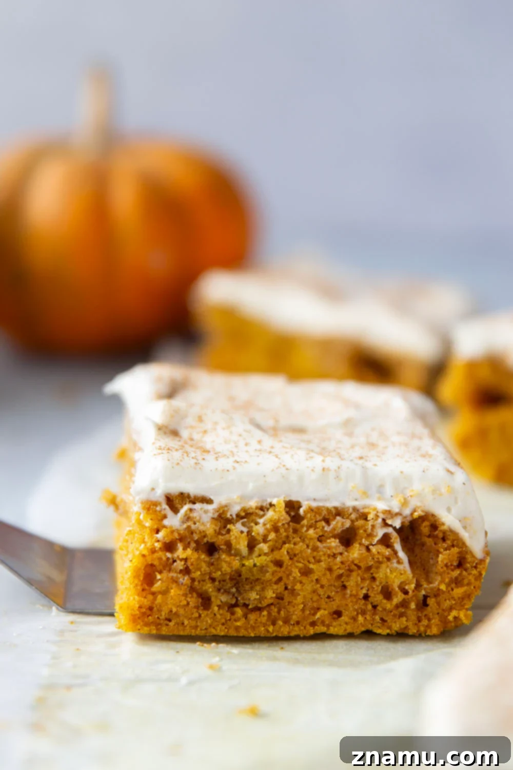 Spiced Pumpkin Sheet Cake 5 Creamy pumpkin and plenty of fall spices shine through in this super soft pumpkin sheet cake that gets frosted in a silky cream cheese frosting and is big enough to serve a crowd.