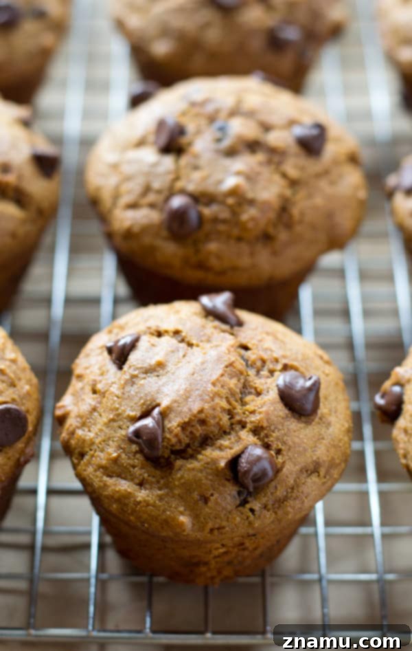 Cozy Gingerbread Chocolate Chip Muffins 3 Close-up of fluffy gingerbread chocolate chip muffins, showcasing their soft texture and chocolate chunks.