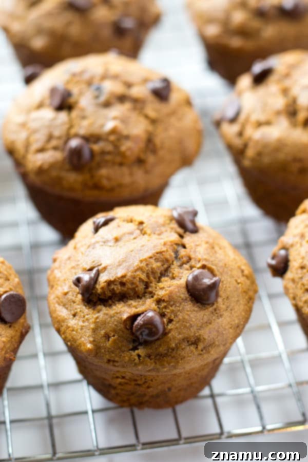 Cozy Gingerbread Chocolate Chip Muffins 7 Overhead view of several gingerbread chocolate chip muffins, highlighting their generous size and tempting crumb.